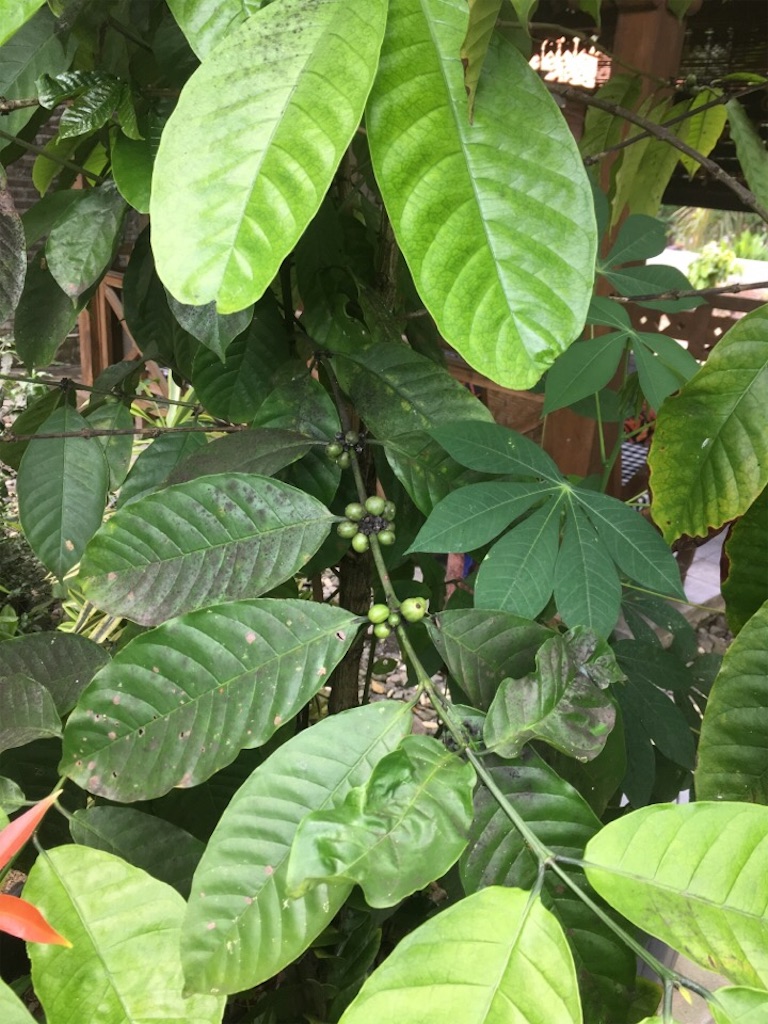 f:id:Toshibo:20181231114635j:image