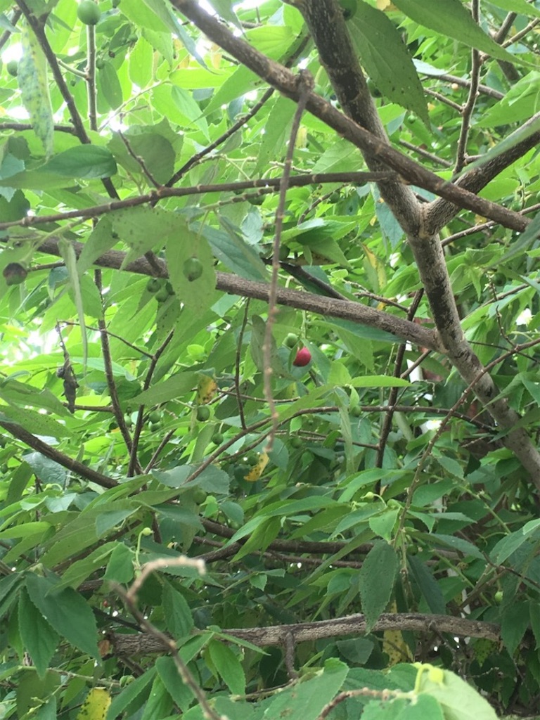 f:id:Toshibo:20181231115606j:image