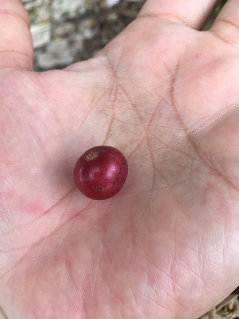 f:id:Toshibo:20181231115613j:image