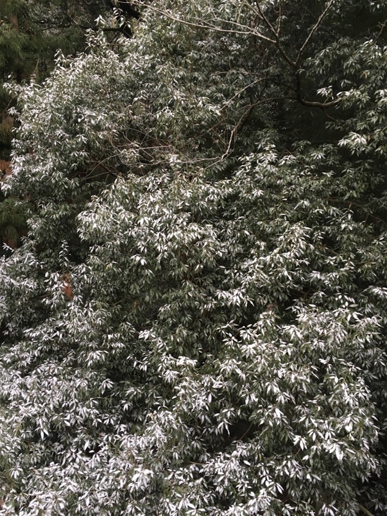 f:id:Toshibo:20190209174547j:image