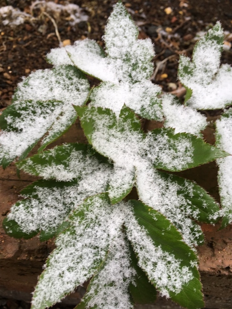 f:id:Toshibo:20190209174602j:image