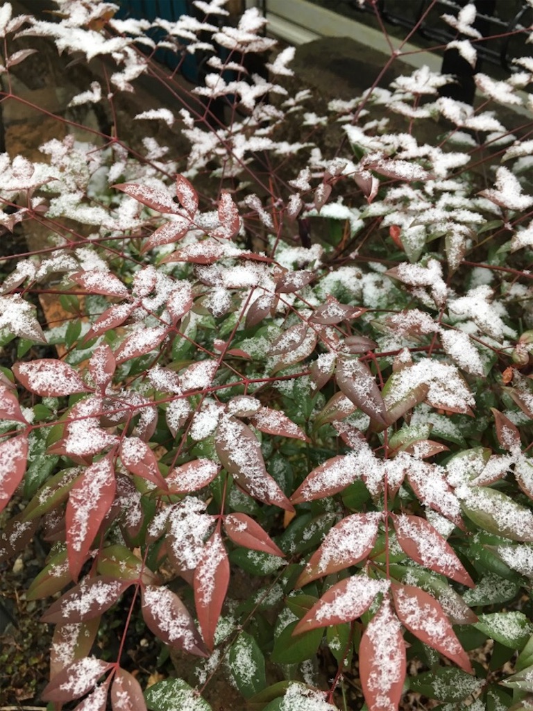 f:id:Toshibo:20190209174606j:image