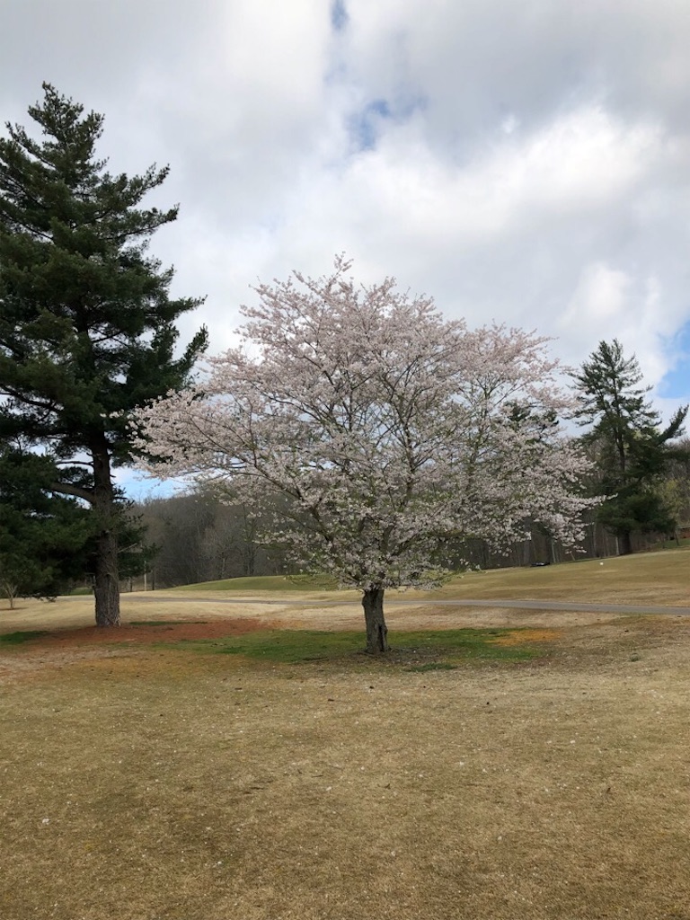 f:id:Toshibo:20190402075226j:image f:id:Toshibo:20190402075226j:image