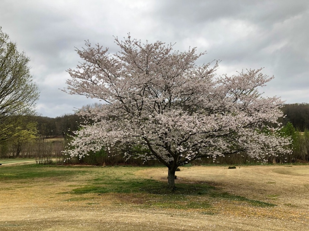 f:id:Toshibo:20190402075232j:image f:id:Toshibo:20190402075232j:image