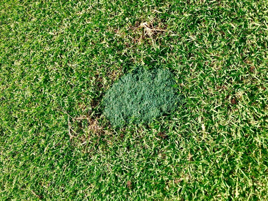 f:id:Toshibo:20190530212538j:image