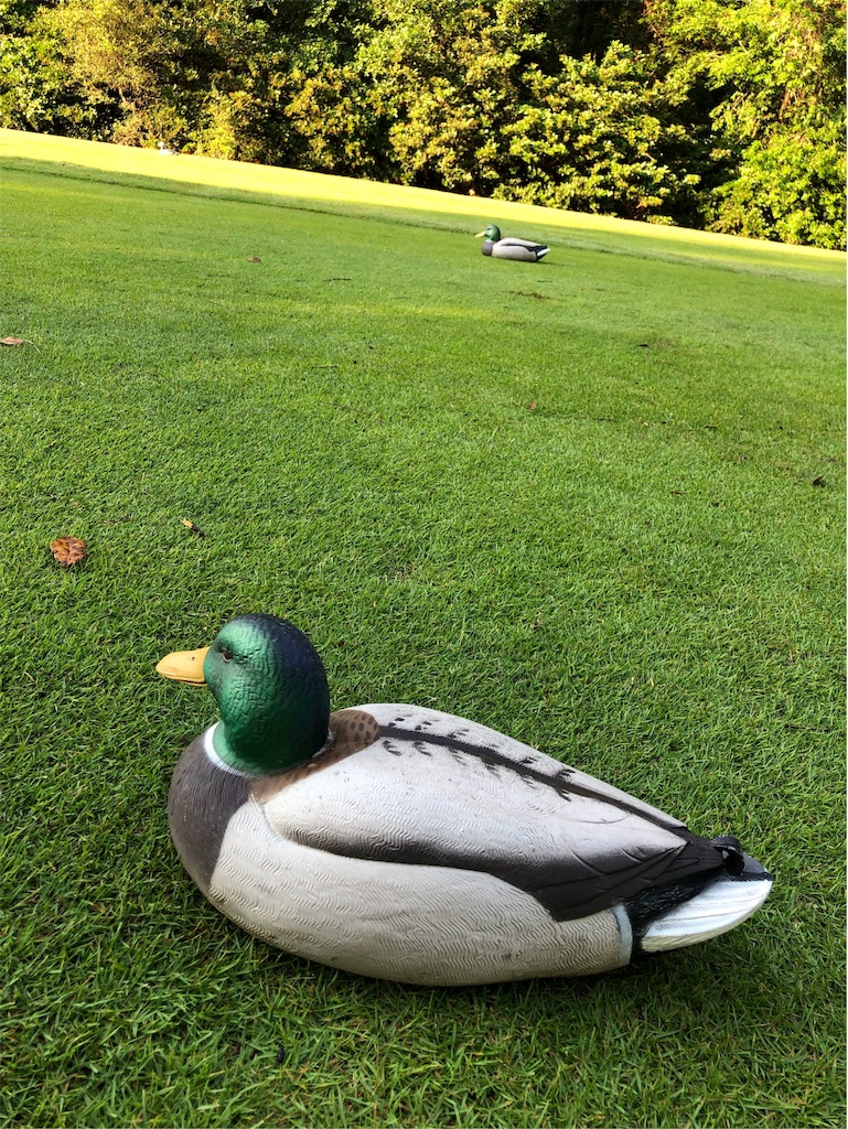 f:id:Toshibo:20190530212557j:image