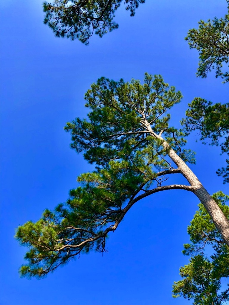 f:id:Toshibo:20190530213257j:image