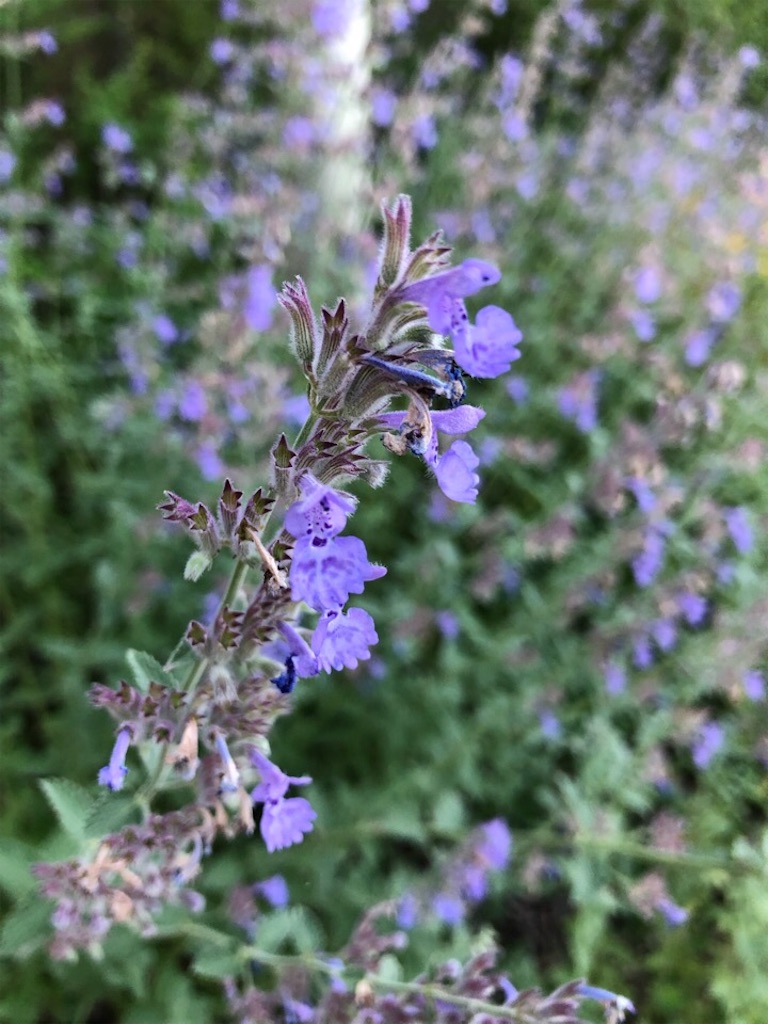 f:id:Toshibo:20190727212155j:image f:id:Toshibo:20190727212155j:image
