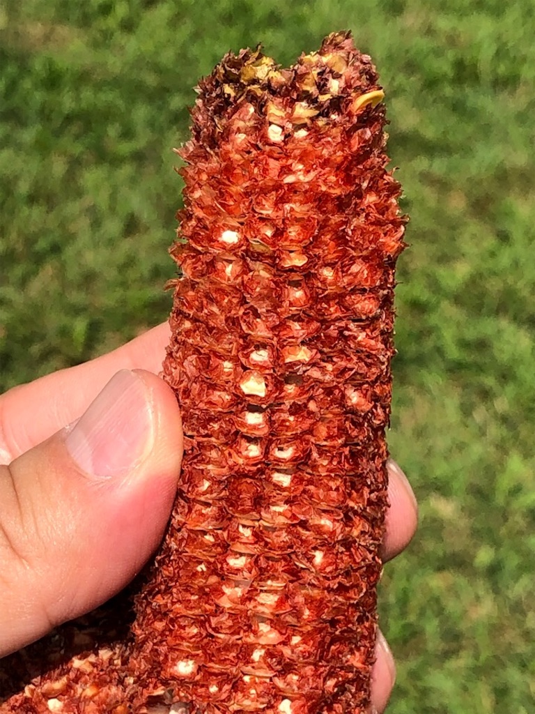 f:id:Toshibo:20190905220026j:image