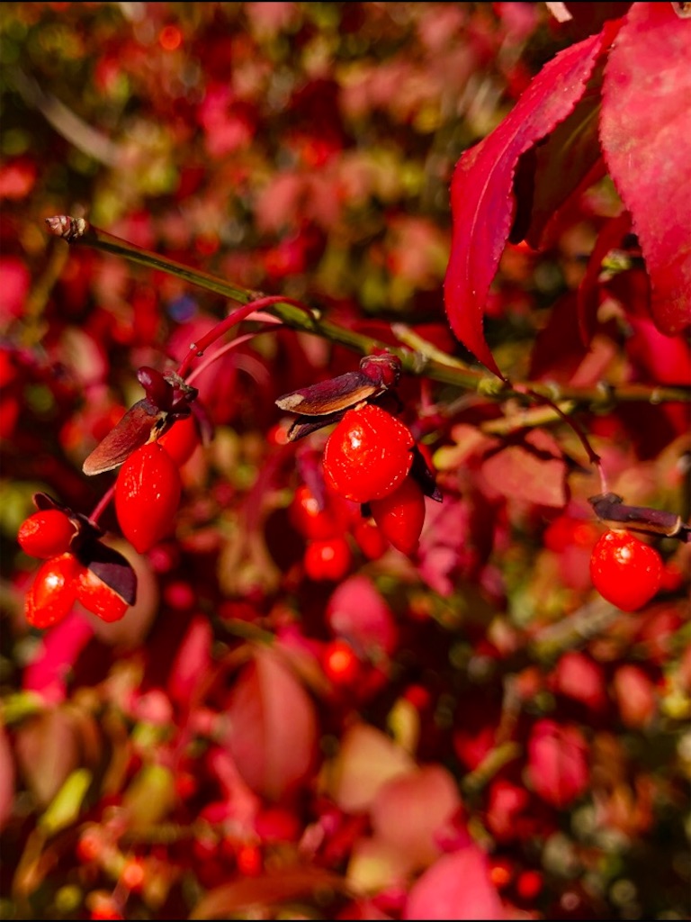 f:id:Toshibo:20191105093625j:image