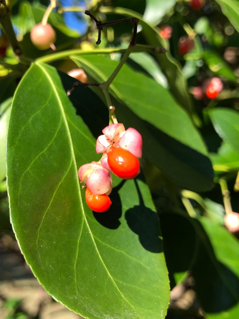 f:id:Toshibo:20191105093634j:image