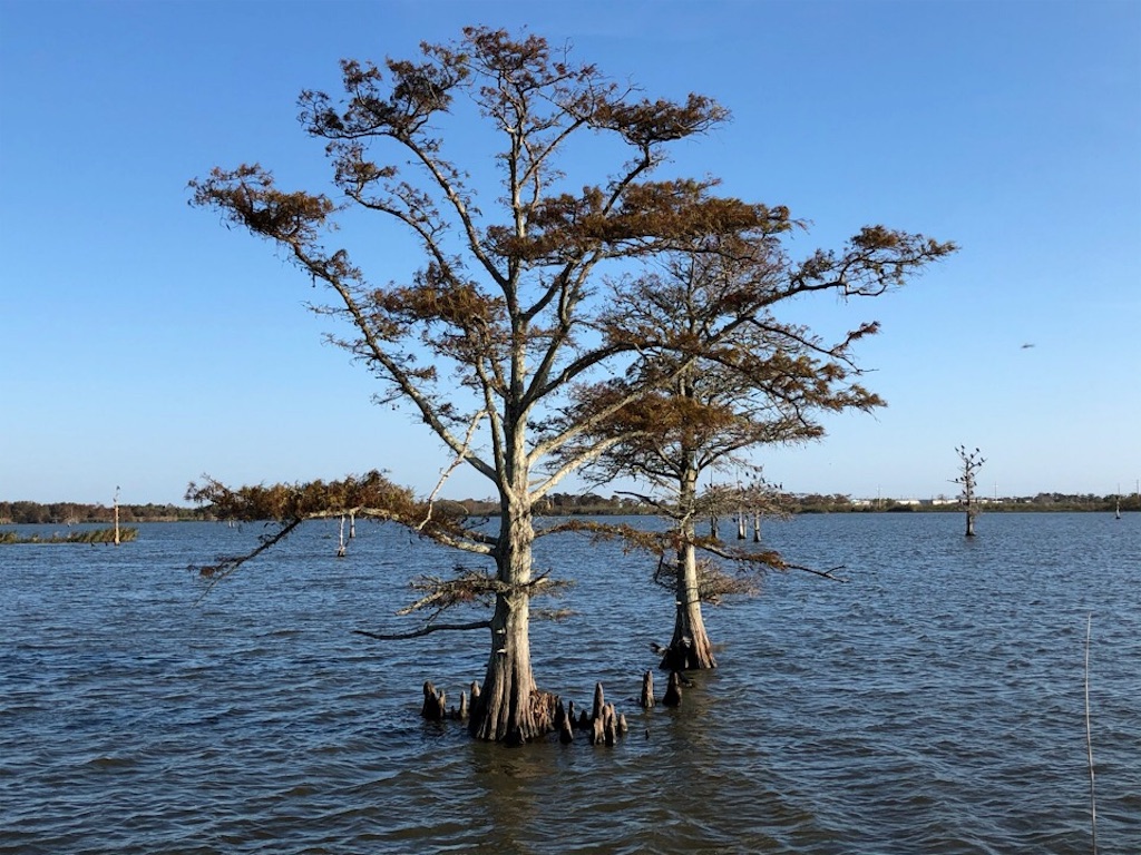 世界最長 ポンチャートレーン湖コーズウェイを渡ってから ミシシッピ川がメキシコ湾に注ぐ野鳥の楽園にドライブしてきた としぼうのエンジョイ ライフ ゴルフ グルメ 旅行