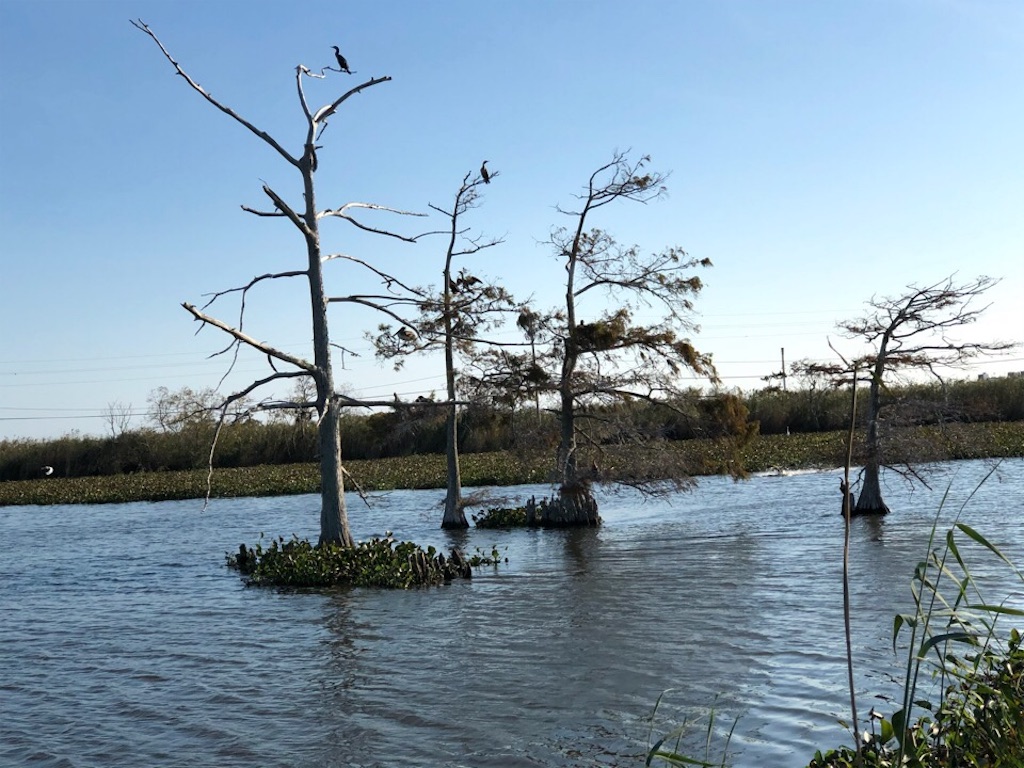 世界最長 ポンチャートレーン湖コーズウェイを渡ってから ミシシッピ川がメキシコ湾に注ぐ野鳥の楽園にドライブしてきた としぼうのエンジョイ ライフ ゴルフ グルメ 旅行