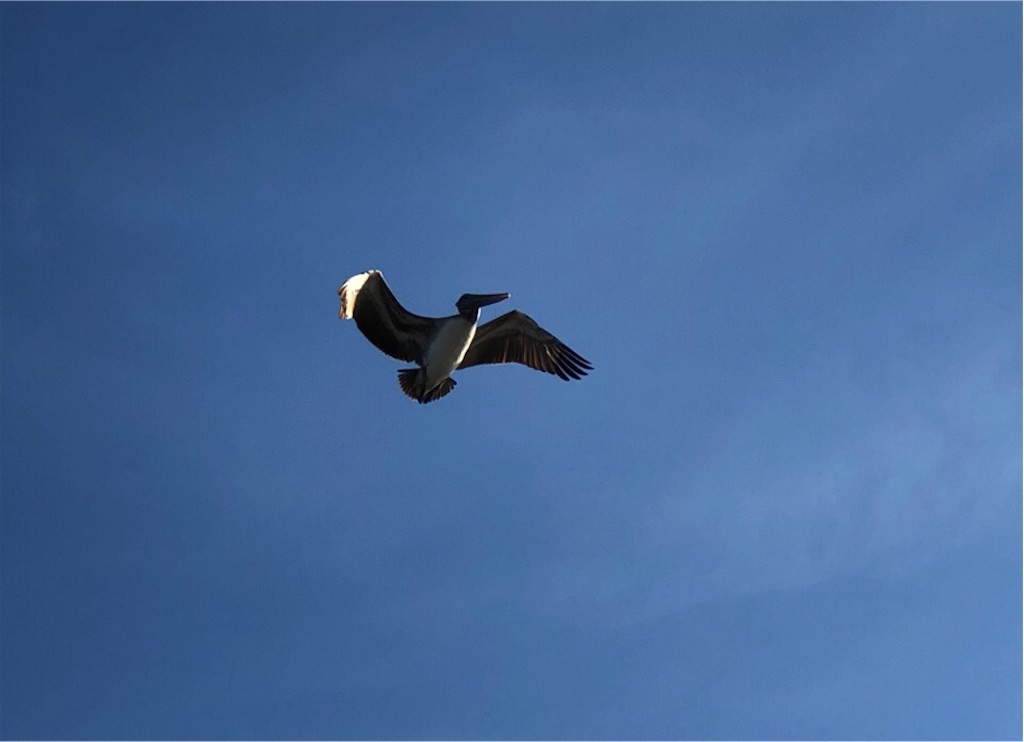 f:id:Toshibo:20191130221651j:image