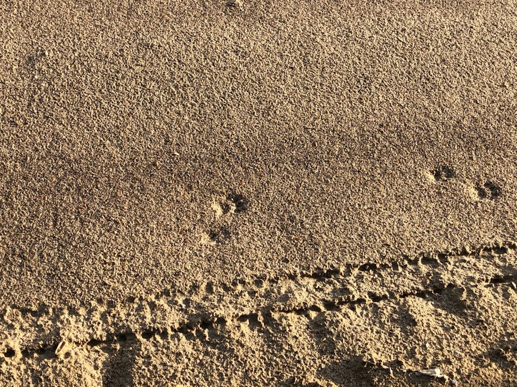 f:id:Toshibo:20200203103631j:image