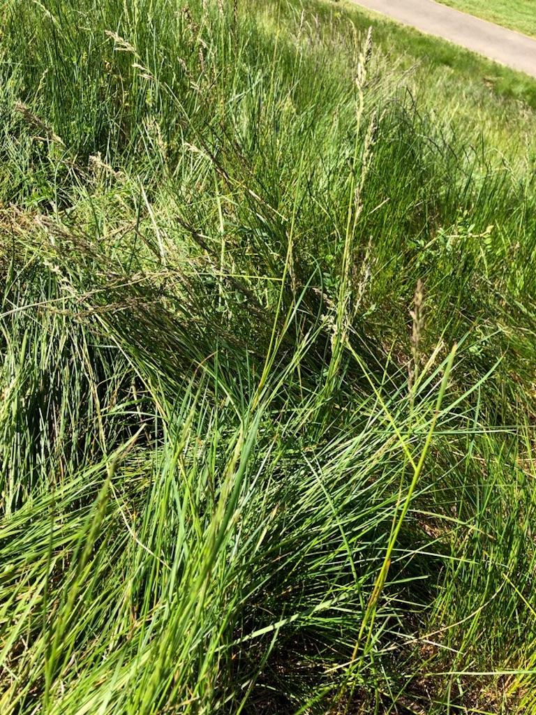 f:id:Toshibo:20200207090435j:image