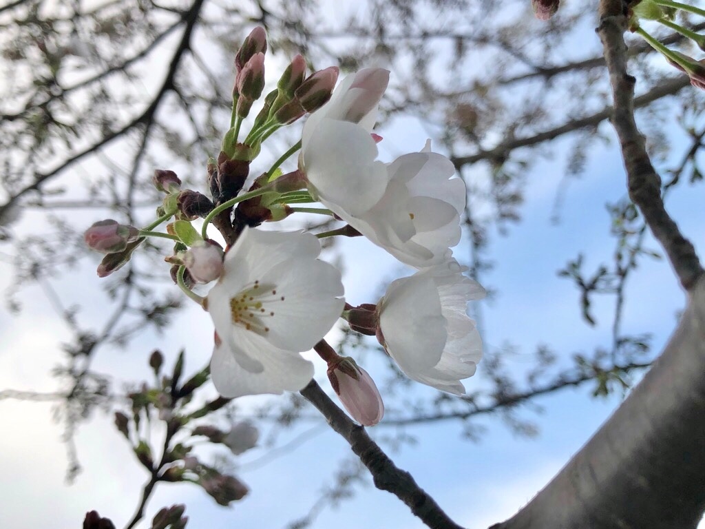 f:id:Toshibo:20200320215928j:image