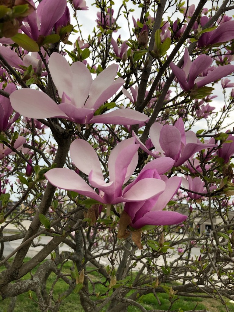 f:id:Toshibo:20200328222955j:image