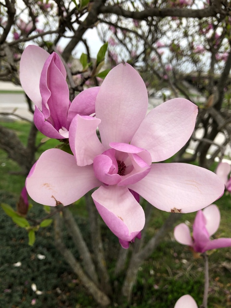 f:id:Toshibo:20200328223000j:image