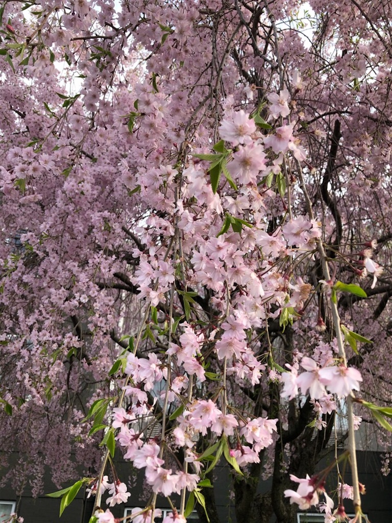 f:id:Toshibo:20200331220124j:image