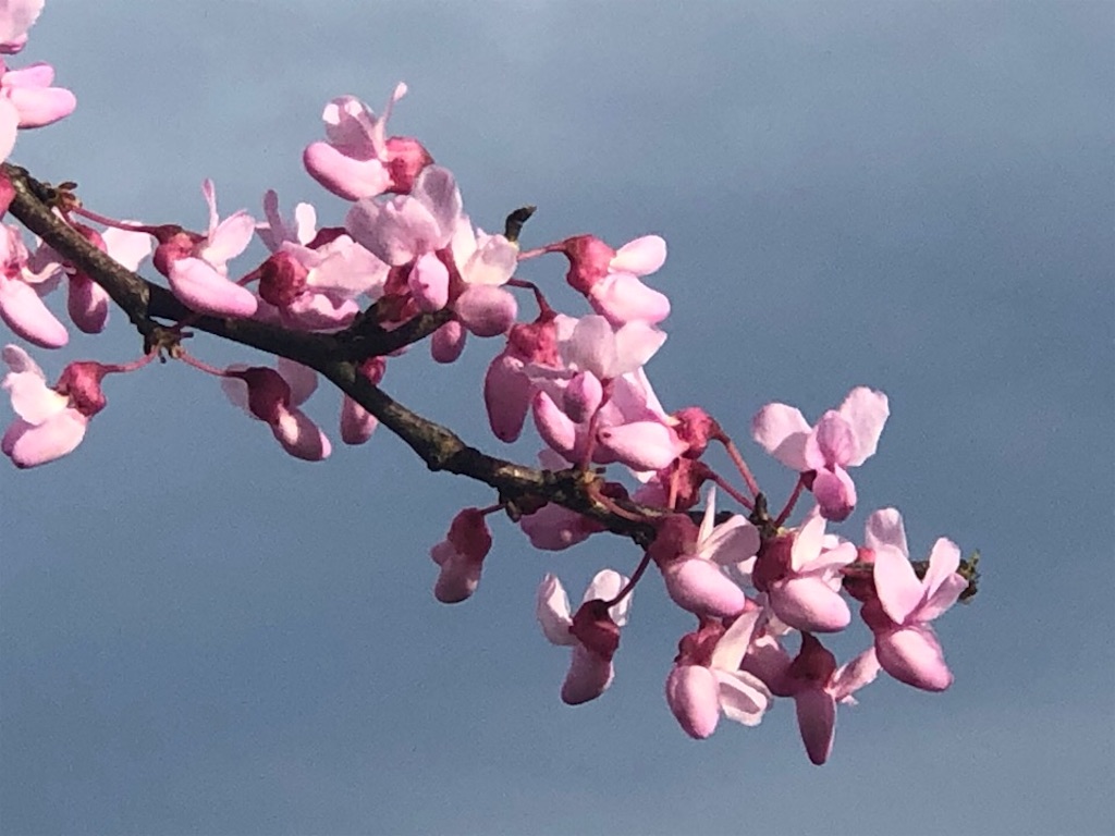 f:id:Toshibo:20200331220146j:image