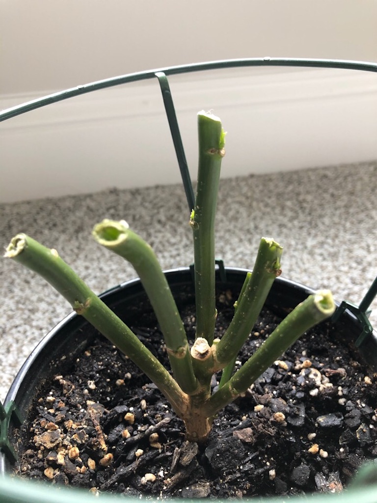 f:id:Toshibo:20200520213132j:image