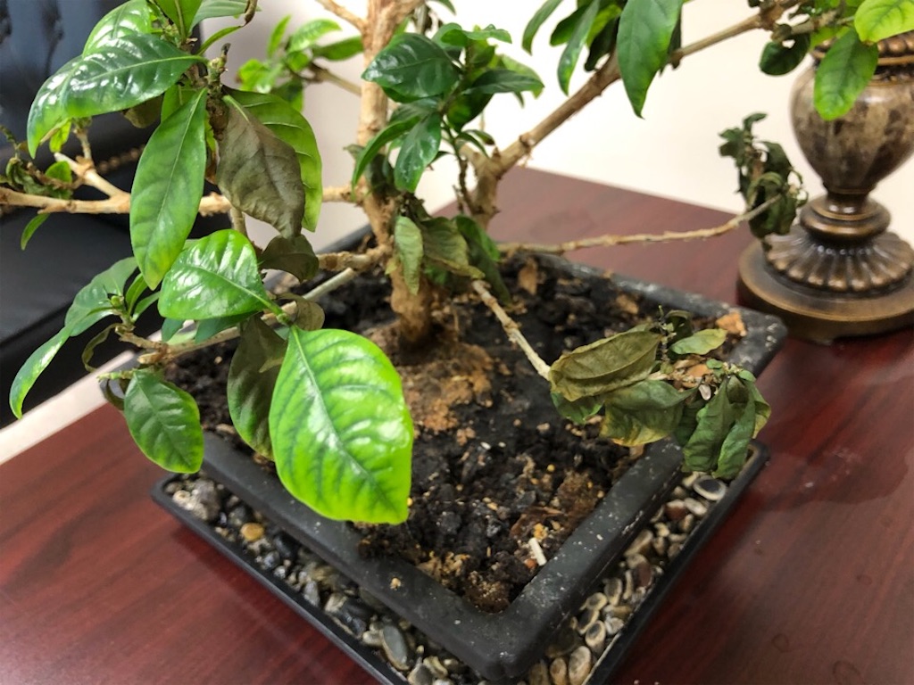 f:id:Toshibo:20200520213144j:image