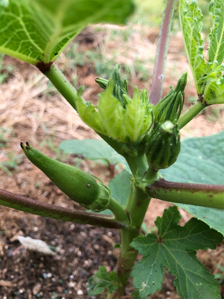 f:id:Toshibo:20200624210329j:image