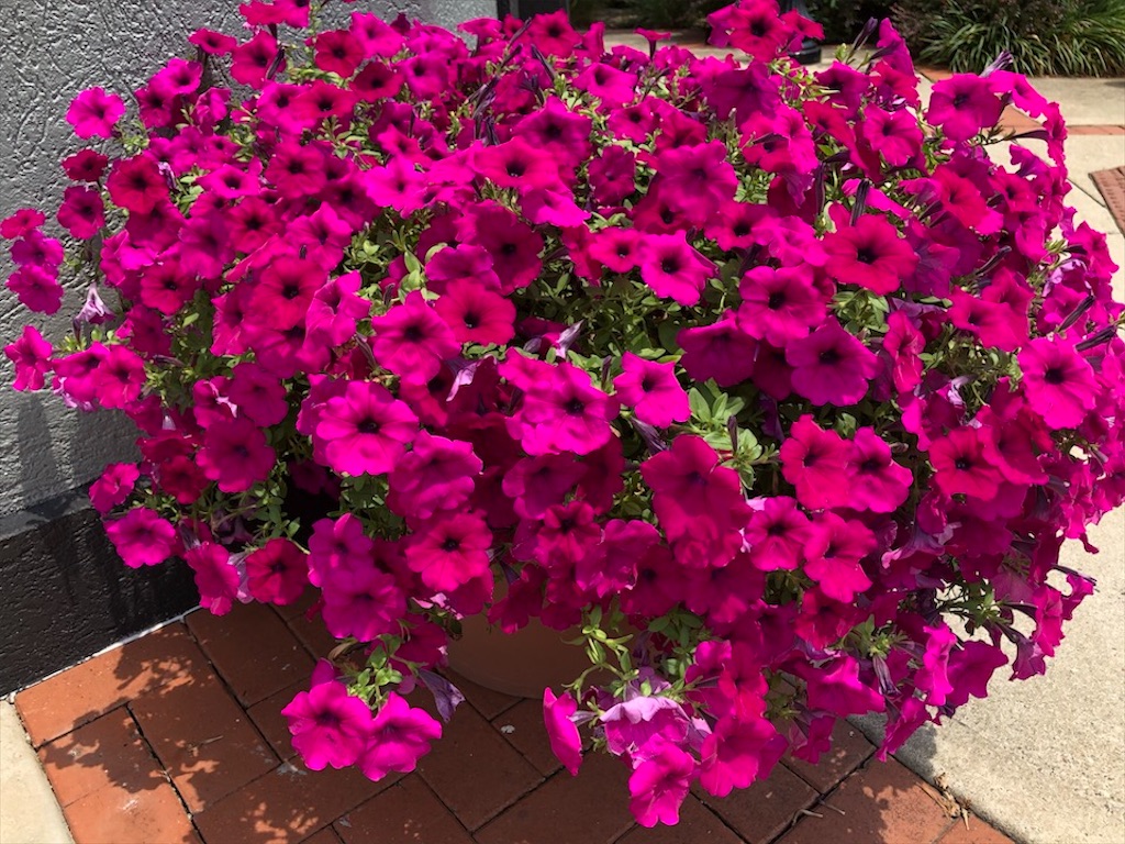 f:id:Toshibo:20200719210433j:image