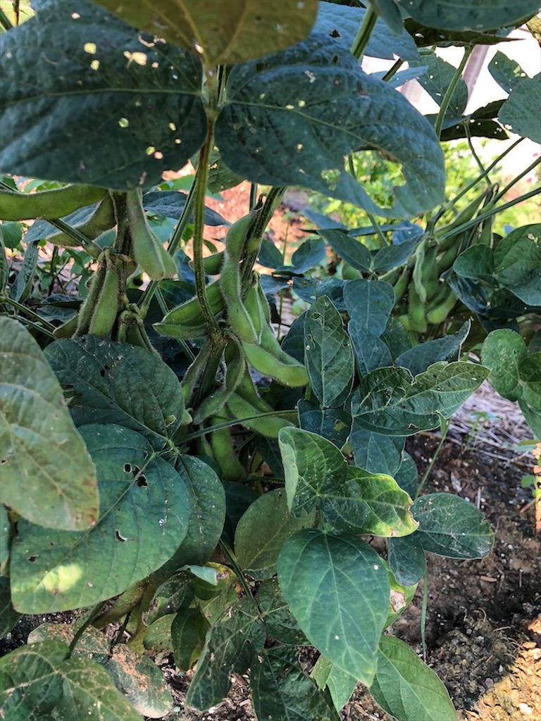 f:id:Toshibo:20200721233339j:image f:id:Toshibo:20200721233339j:image