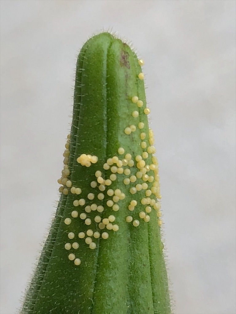 ギャー気持ち悪い と思ったら益虫のナミテントウの卵でした としぼうのエンジョイ ライフ ゴルフ グルメ 旅行