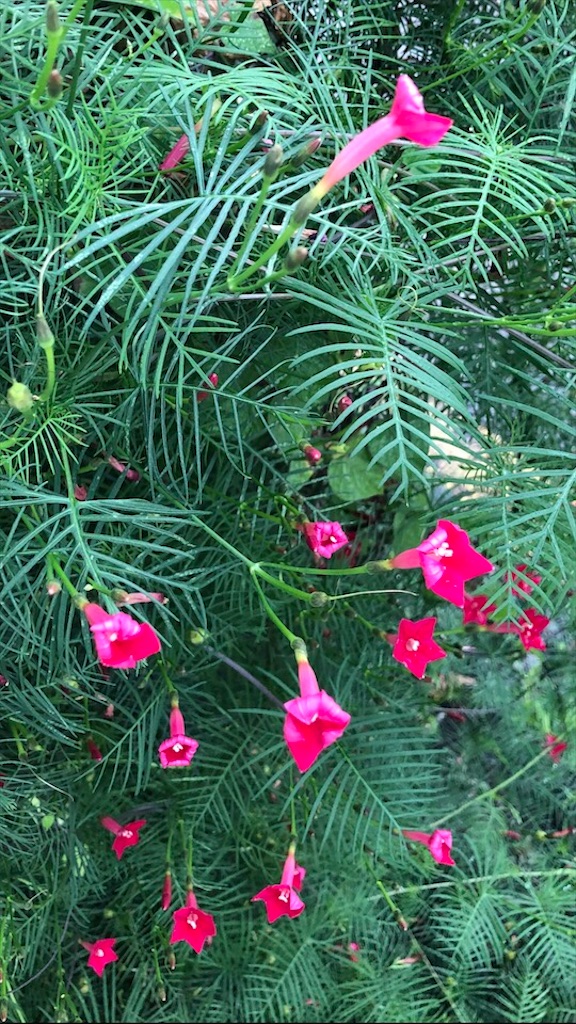 f:id:Toshibo:20200913221909j:image f:id:Toshibo:20200913221909j:image