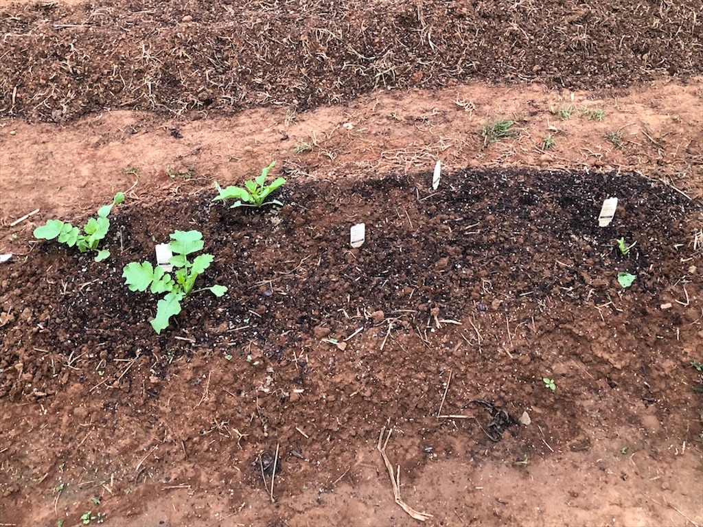 f:id:Toshibo:20200925103612j:image