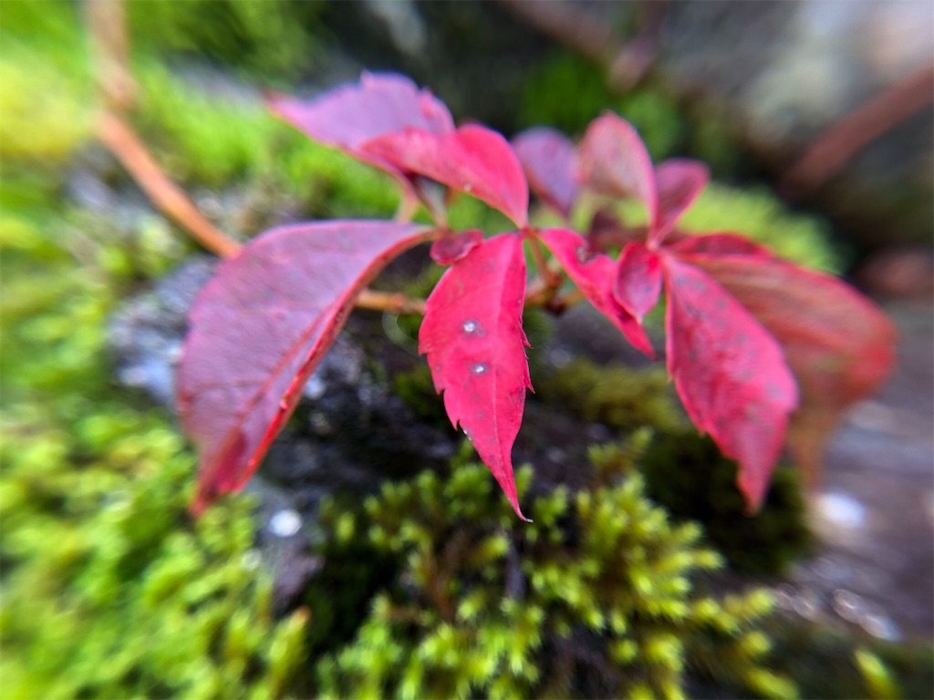 f:id:Toshibo:20201020212318j:image