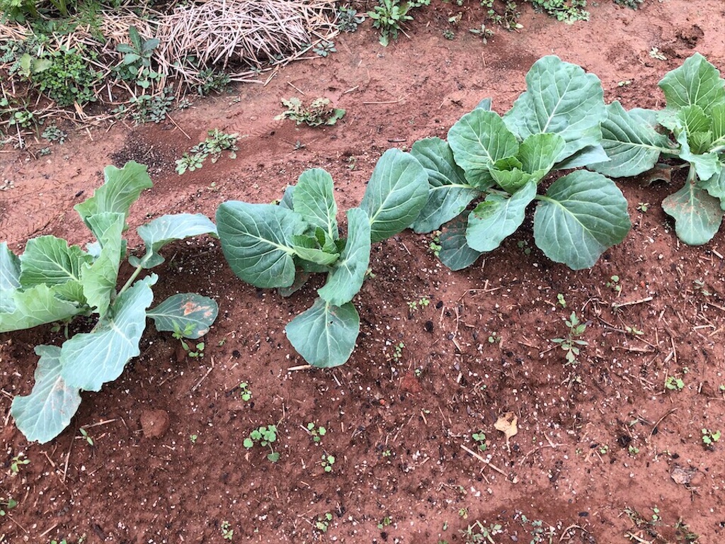 f:id:Toshibo:20201025221310j:image