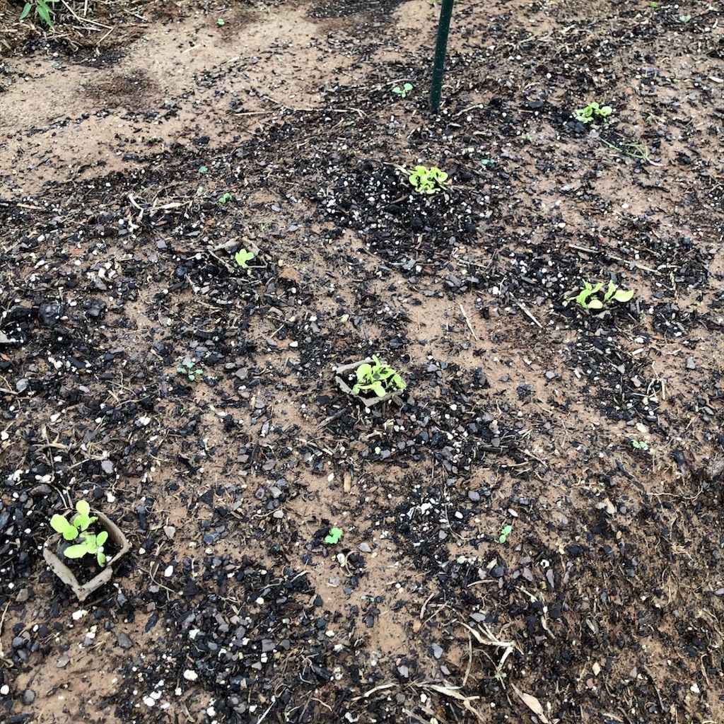 f:id:Toshibo:20201025221326j:image