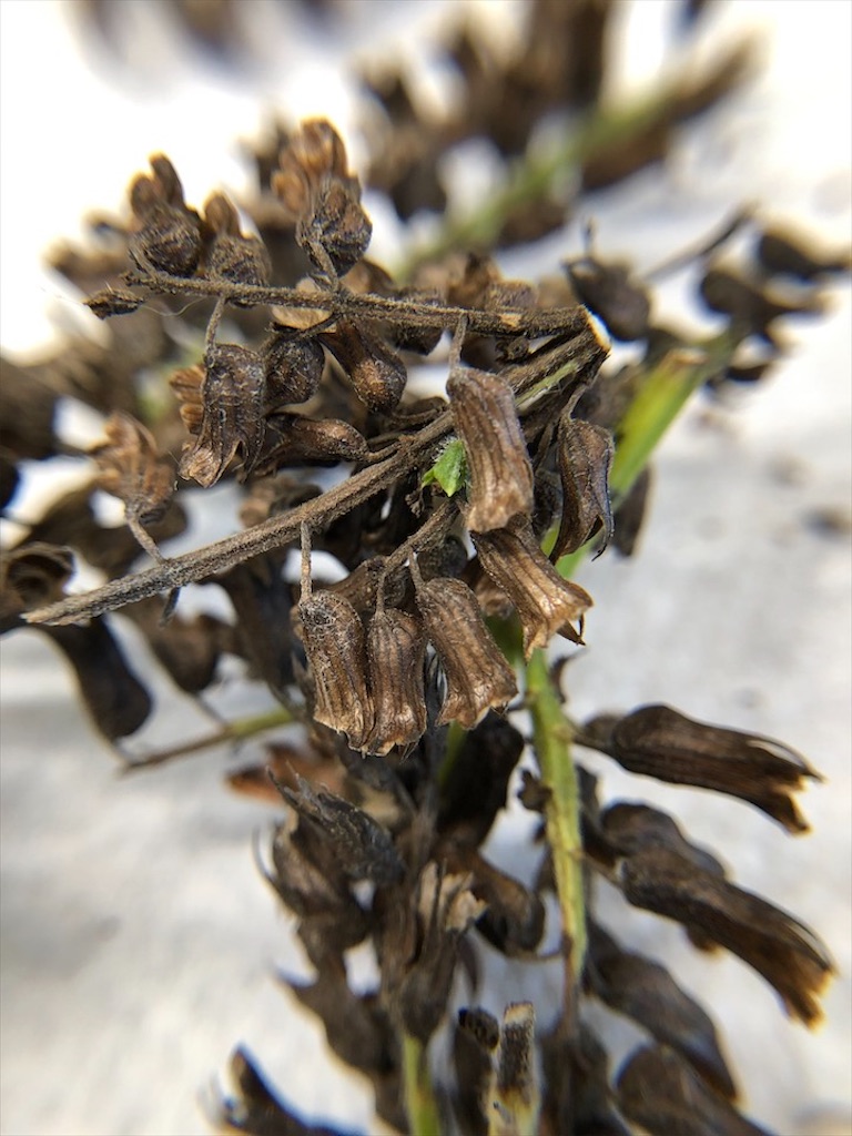 f:id:Toshibo:20201031084507j:image