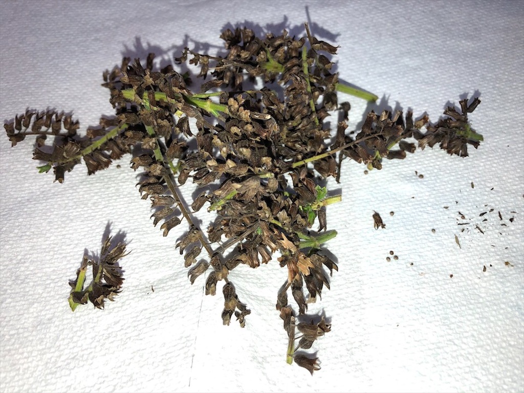 f:id:Toshibo:20201031084511j:image