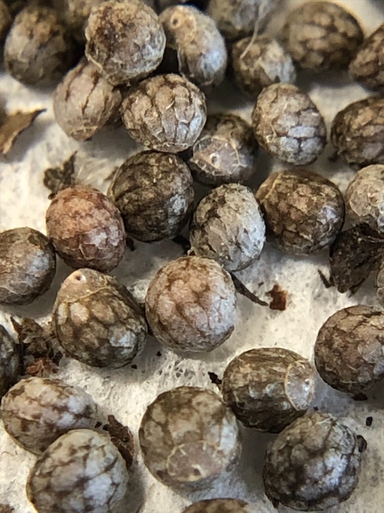 f:id:Toshibo:20201031084531j:image