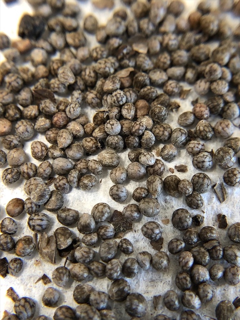 f:id:Toshibo:20201031084535j:image