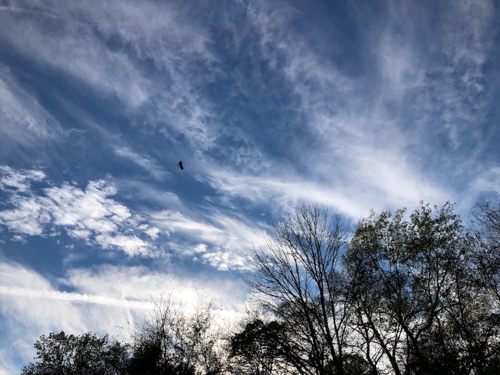 f:id:Toshibo:20201102023317j:image f:id:Toshibo:20201102023317j:image