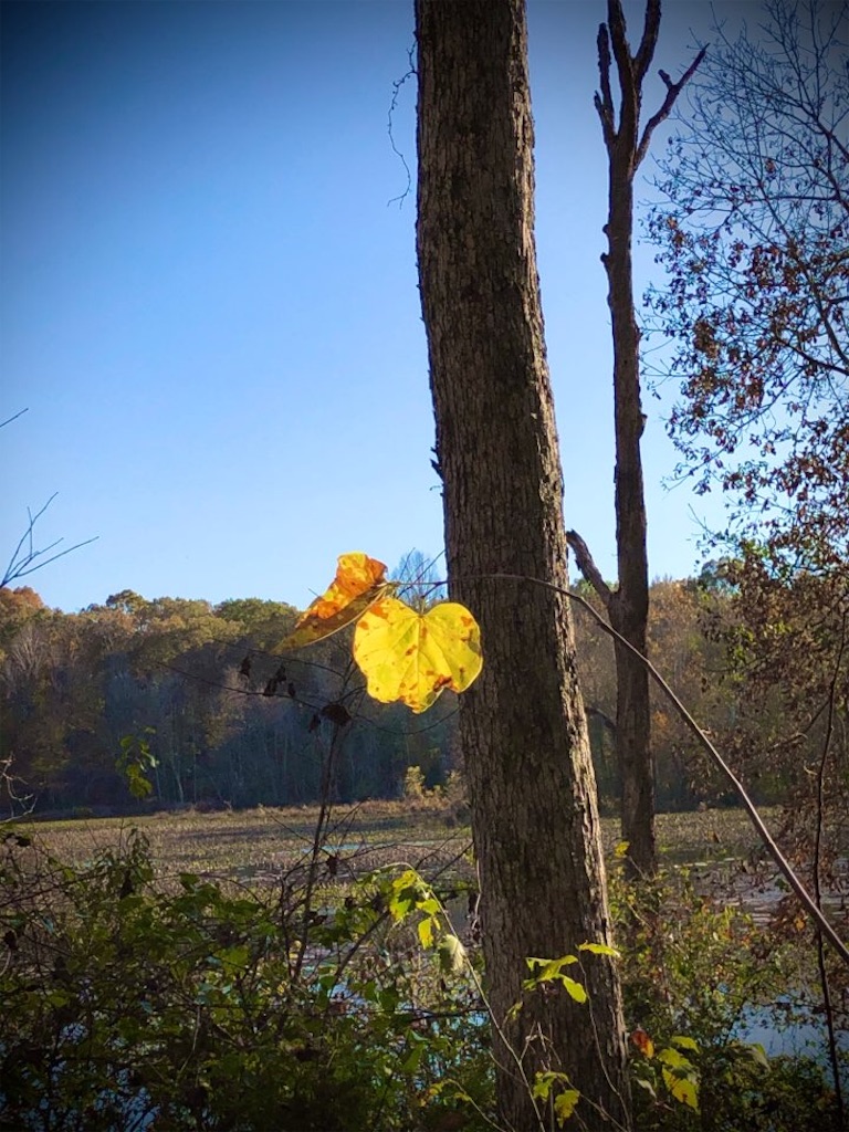 f:id:Toshibo:20201108095105j:image