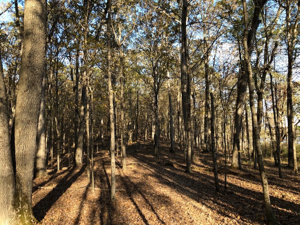 f:id:Toshibo:20201108095251j:image