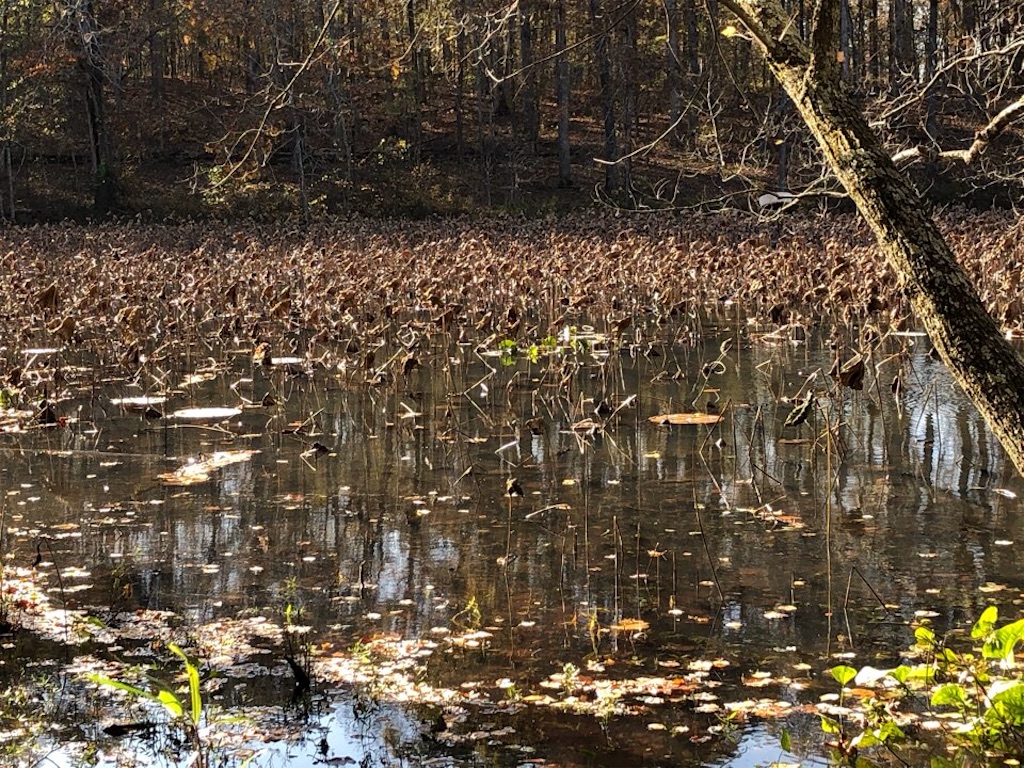 f:id:Toshibo:20201108095255j:image