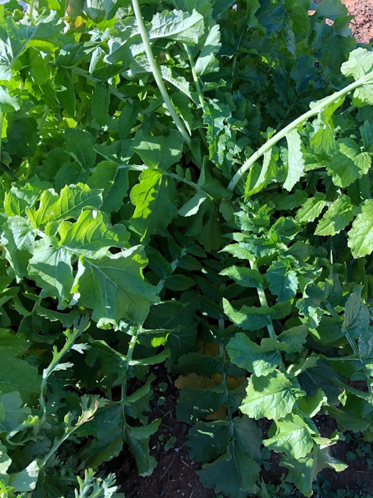 f:id:Toshibo:20201109113449j:image