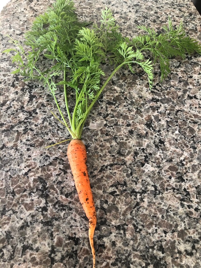 f:id:Toshibo:20201109113557j:image