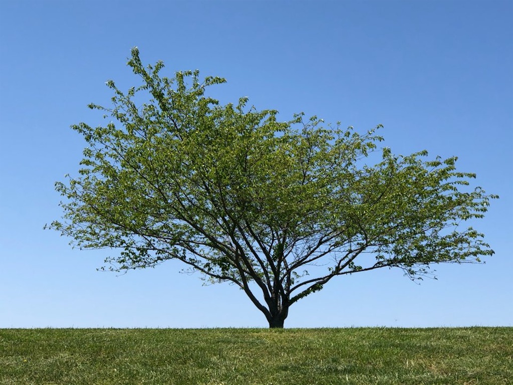 f:id:Toshibo:20201113214532j:image