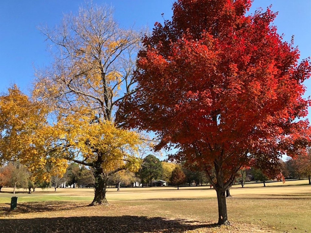 f:id:Toshibo:20201113214604j:image