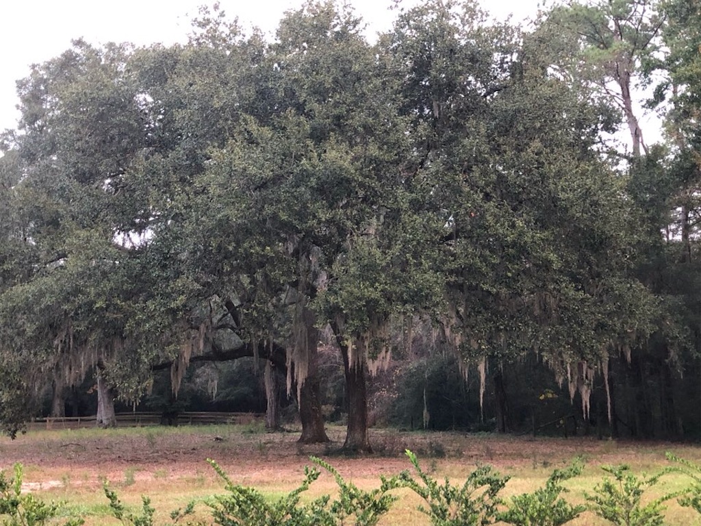 f:id:Toshibo:20201128204508j:image f:id:Toshibo:20201128204508j:image