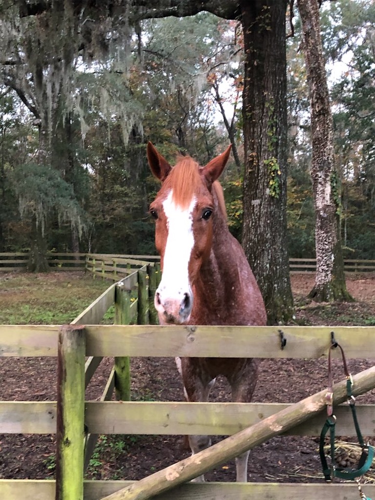 f:id:Toshibo:20201128204523j:image f:id:Toshibo:20201128204523j:image